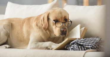Cachorro labrador caramelo de óculos lendo livro no sofá