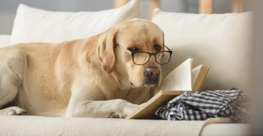 cachorro-lendo-livro cachorro-lendo-livro